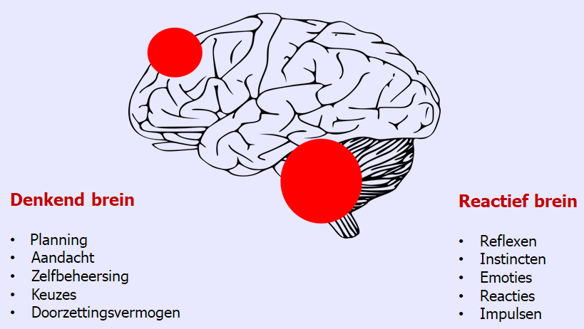 Denkend brein en reactieve brein